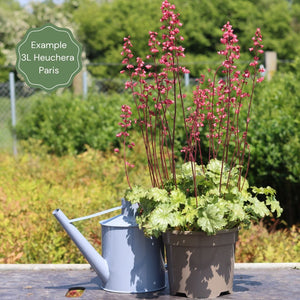 Heuchera 'Paris' Perennial Bedding