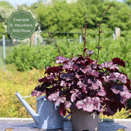 Heuchera 'Wild Rose' Perennial Bedding