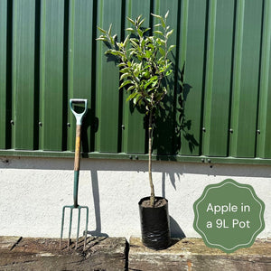 Endless Apples Collection | Scrumptious, Braeburn Hillwell, James Grieve & Red Windsor Fruit Trees