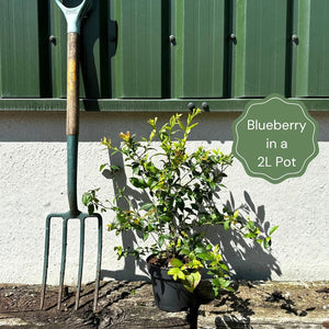 'Earliblue' Blueberry Bush Soft Fruit