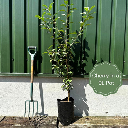 Award Winning Patio Fruit Tree Collection | Cherry, Pear & Plum | Growers' Choice Fruit Trees