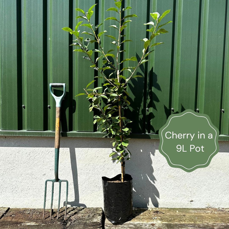 UK Native Wildlife-Friendly Cherry Blossom Tree | Prunus Avium Ornamental Trees