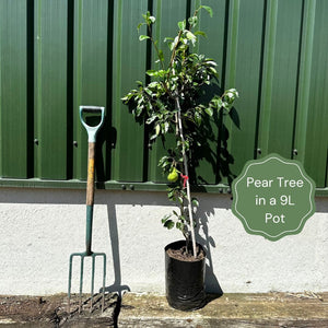 'Onward' Pear Tree Fruit Trees