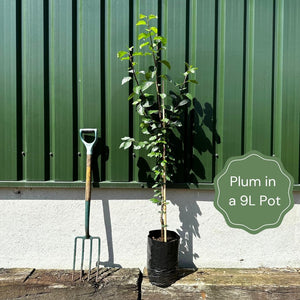 'Czar' Plum Tree Fruit Trees