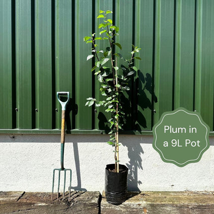 Cambridge Gage' Plum Tree Fruit Trees