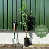 'Guinevere' Plum Tree Fruit Trees