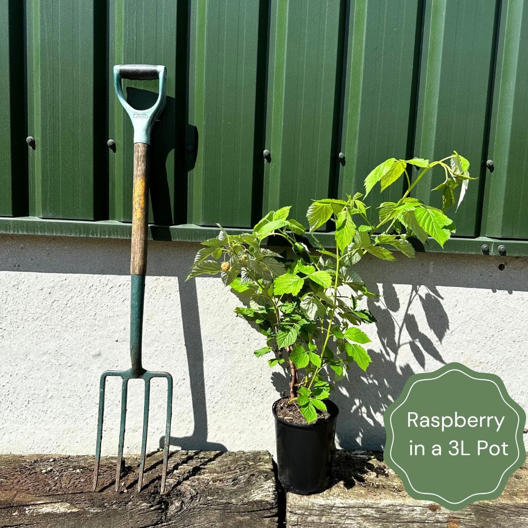 'Autumn Treasure' Raspberry Plants – Roots Plants