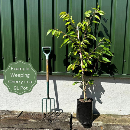 Dwarf White Weeping Cherry Blossom Tree | Prunus 'Snow Showers' Ornamental Trees