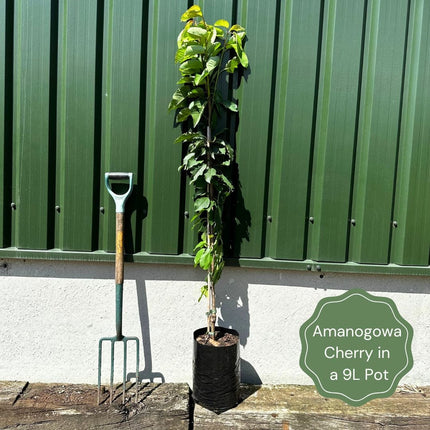 Flagpole Cherry Blossom Tree | Prunus Amanogawa Ornamental Trees