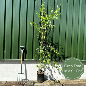 Himalayan Birch Tree | Betula Utilis Jacquemontii Ornamental Trees