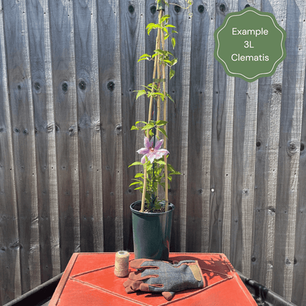 Evergreen Clematis | Clematis armandii 'Snowdrift' Climbing Plants