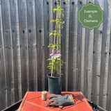 Evergreen Clematis | Clematis armandii 'Hendersonii Rubra' Climbing Plants