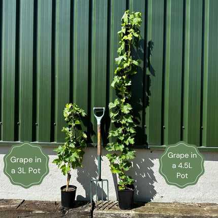 Grape Vines For Cold Areas Collection Soft Fruit