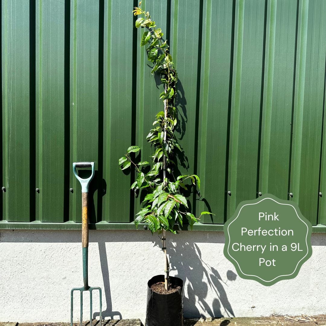 Pink Perfection Cherry Blossom Tree - Roots Plants