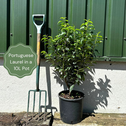 Portuguese Laurel Tree | Prunus Lusitanica Ornamental Trees