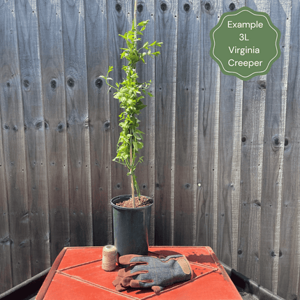 Virginia Creeper | Parthenocissus quinquefolia 'Red Wall' Climbing Plants
