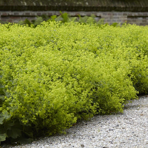 Lady's Mantle | Alchemilla mollis Perennial Bedding
