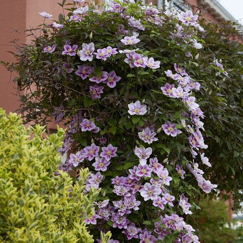 Clematis 'Piilu' Climbing Plants