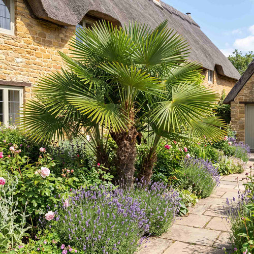 Hardy Fan Palm | Chamaerops humilis Shrubs