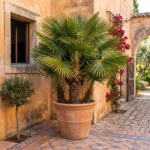 Hardy Fan Palm | Chamaerops humilis Shrubs