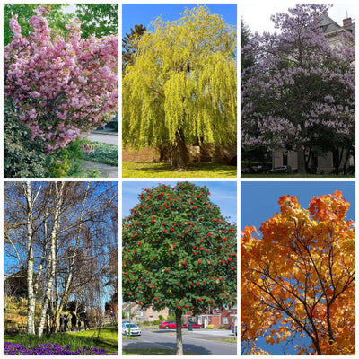 The Fastest Growing Trees | Growers' Choice Ornamental Trees