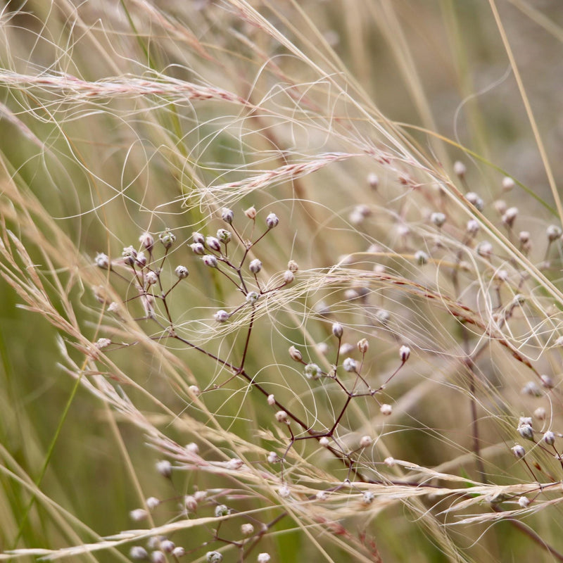 Mexican Feather Grass | Stipa tenuissima Perennial Bedding