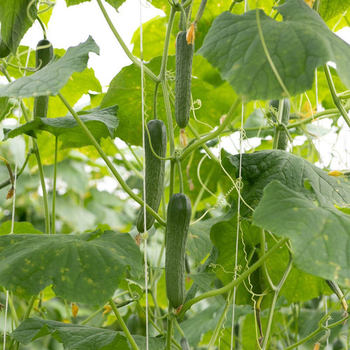 'F1 Femspot' Cucumber Plants Vegetables