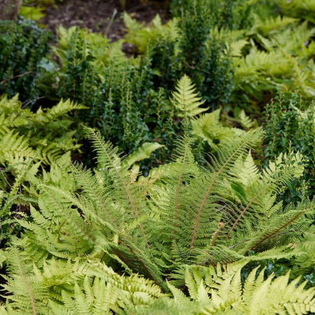 Woodland Fern Collection Perennial Bedding