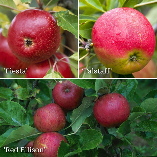 Family Apple Tree Trained Fruit Trees