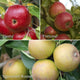 Family Apple Tree Trained Fruit Trees