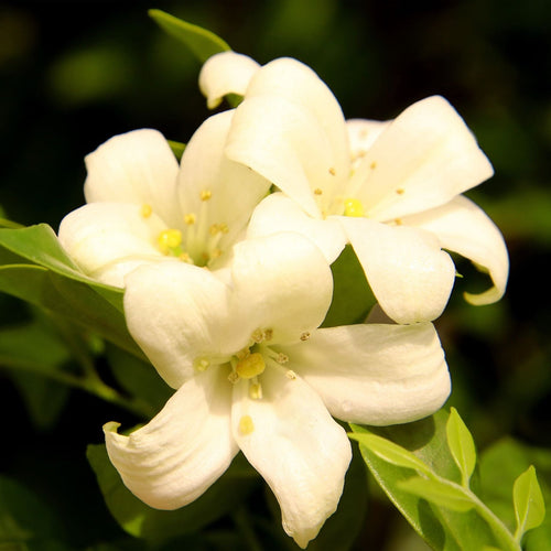 'Fiona Sunrise' Jasmine | Jasminum officinale Climbing Plants