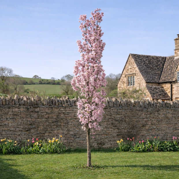 Flagpole Cherry Blossom Tree | Prunus 'Amanogawa' Ornamental Trees