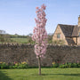 Flagpole Cherry Blossom Tree | Prunus 'Amanogawa' Ornamental Trees