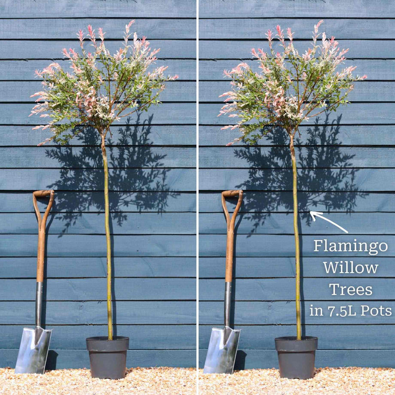 Flamingo Willow Tree | Salix integra 'Hakuro-Nishiki' Ornamental Trees