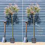 Flamingo Willow Tree | Salix integra 'Hakuro-Nishiki' Ornamental Trees