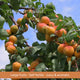 Patio Apricot Tree Trained Fruit Trees