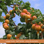 Patio Apricot Tree Trained Fruit Trees