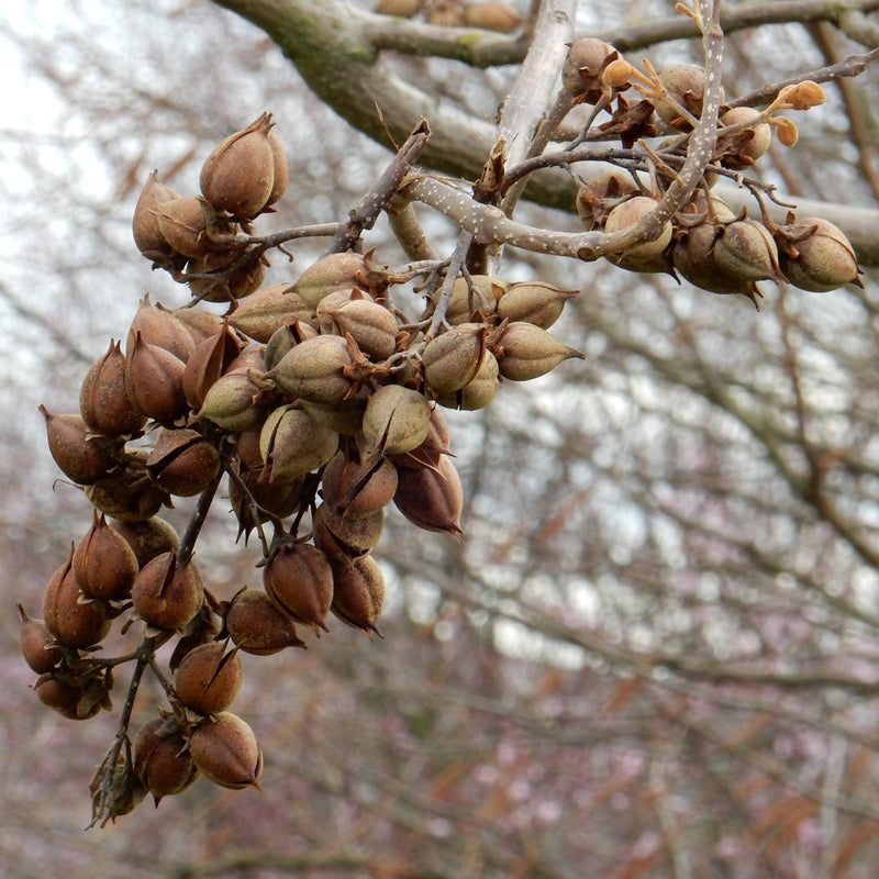 Foxglove Tree | Paulownia tomentosa Ornamental Trees