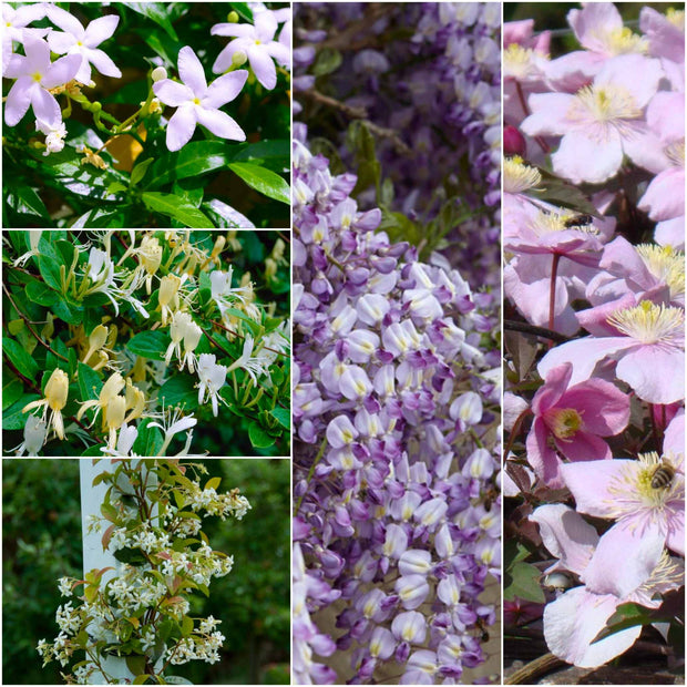 Ultimate Fragrant Climbing Plants Collection Climbing Plants