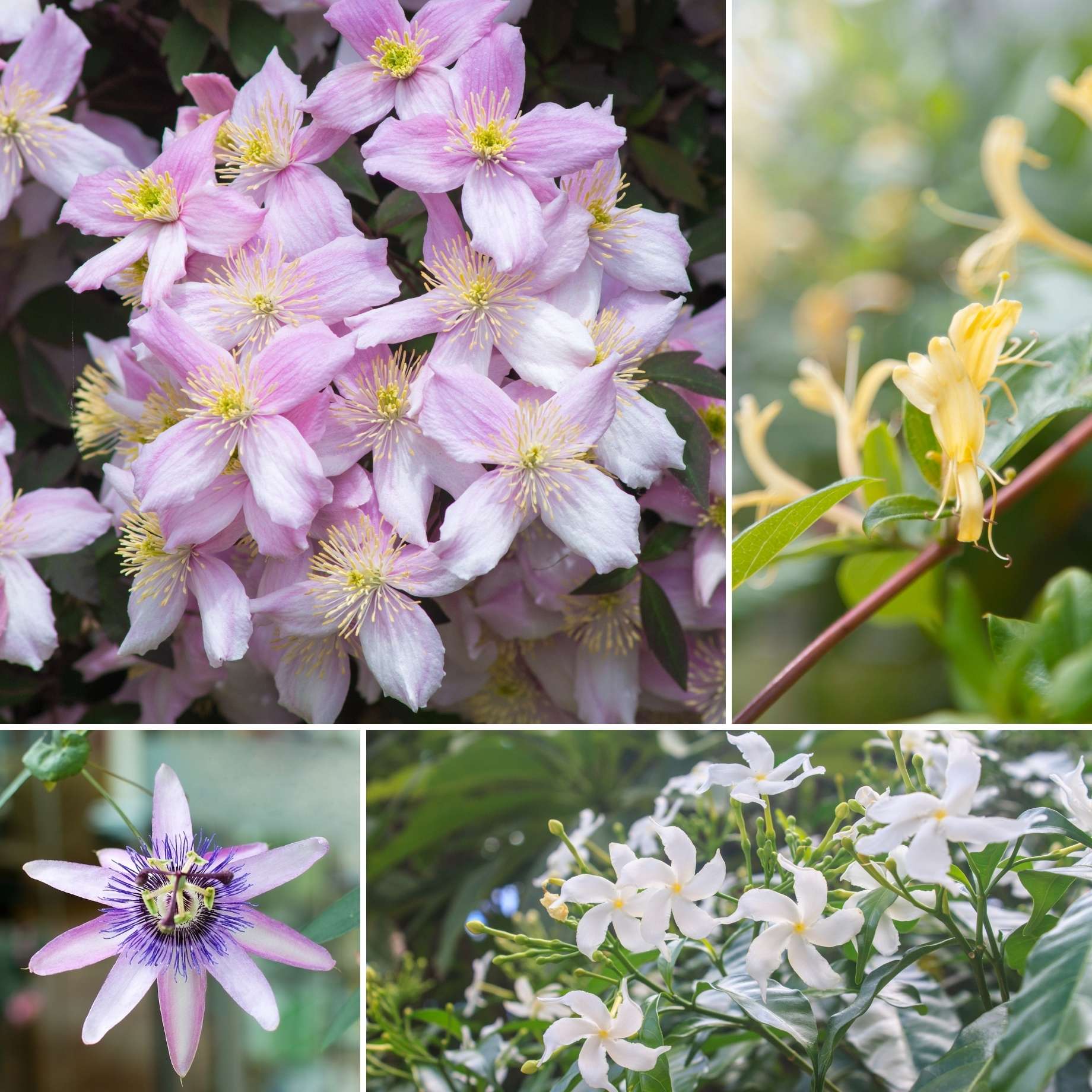 Plant Rafcon Ultimate Fragrant Climbing Plants Collection – Roots Plants