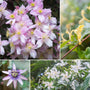 Ultimate Fragrant Climbing Plants Collection Climbing Plants