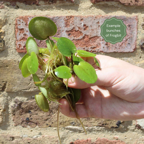 Frogbit Plants Pond Plants