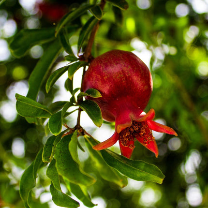 'Provence' Pomegranate Bush Soft Fruit