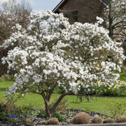Magnolia 'Stellata' Ornamental Trees
