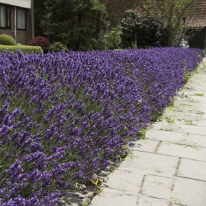 English Lavender 'Hidcote' | Lavandula angustifolia Perennial Bedding