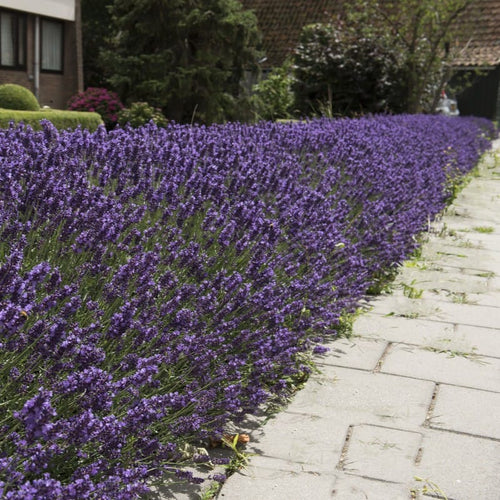 English Lavender 'Hidcote' | Lavandula angustifolia Perennial Bedding