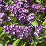 Lilac | Syringa vulgaris 'Andenken an Ludwig Späth' Shrubs