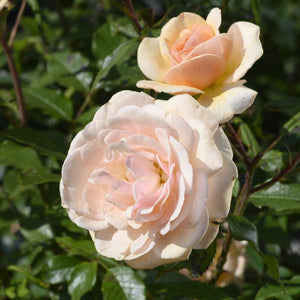 'Sweet Honey' Bush Rose Shrubs