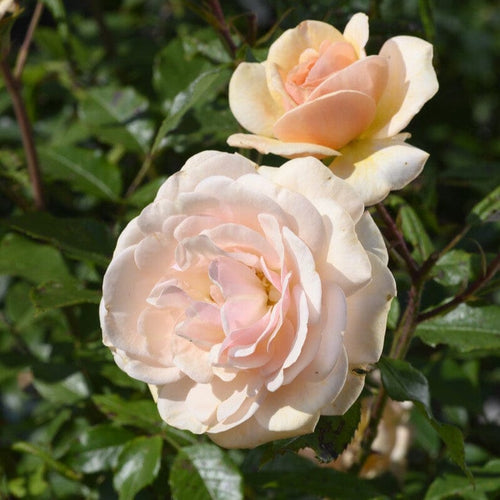 'Sweet Honey' Bush Rose Shrubs