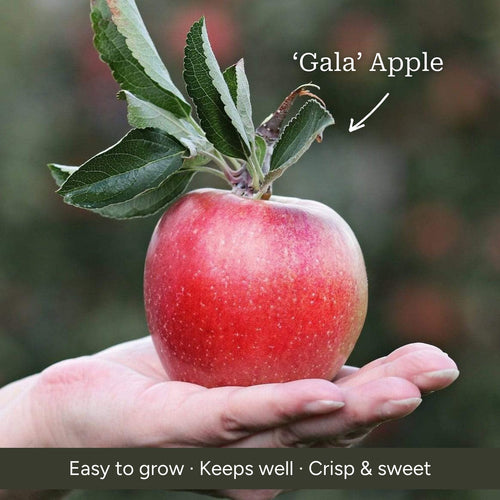 Cordon Apple Tree Trained Fruit Trees